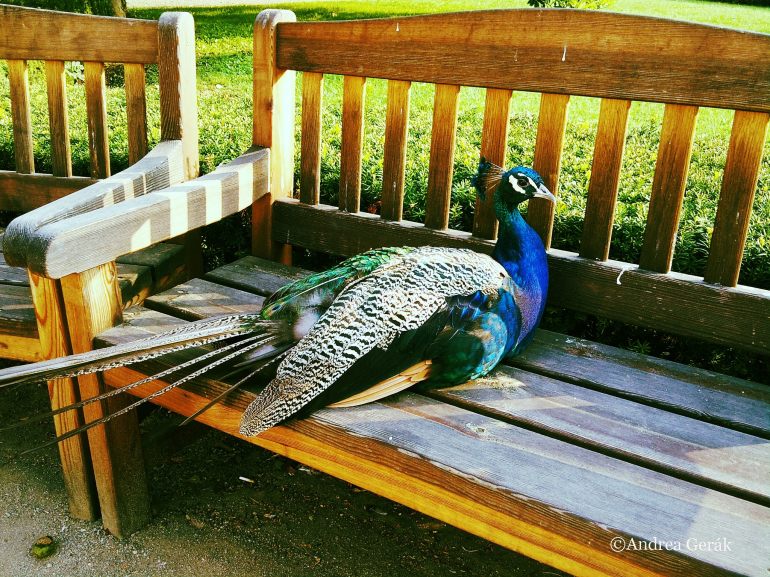 Peacock on bench vivid